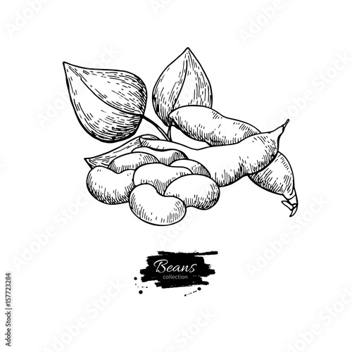 White Bean plant hand drawn vector illustration. Isolated Vegetable engraved style object.