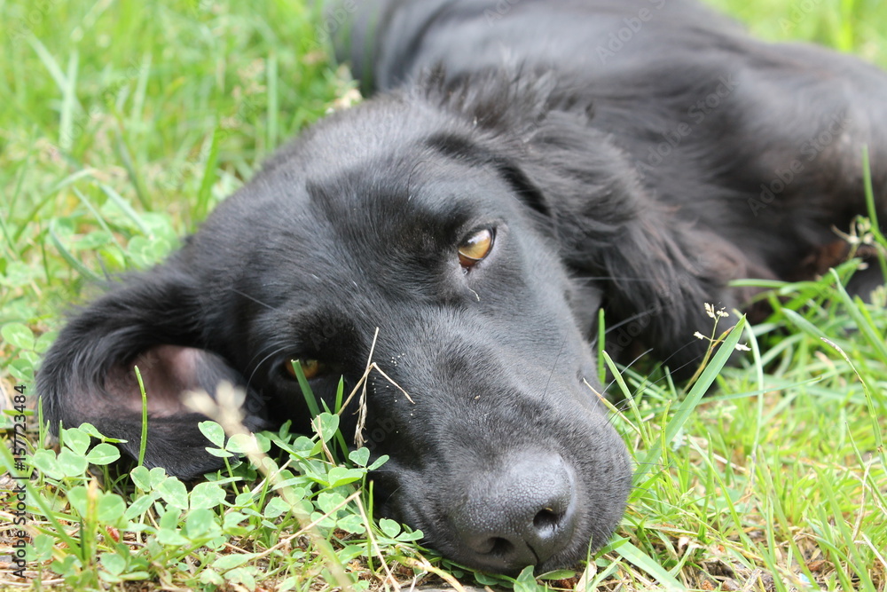 The black dog is lying on the grass, sweet looking at me. The black dog is lying on the grass, sweet looking at me.