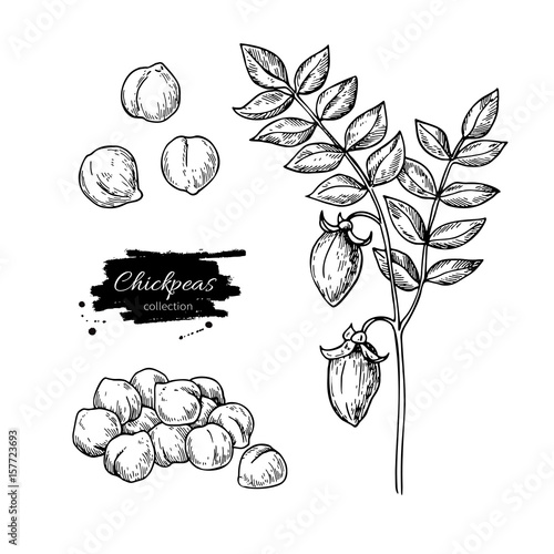 Chickpeas hand drawn vector illustration. Isolated Vegetable engraved style object. photo