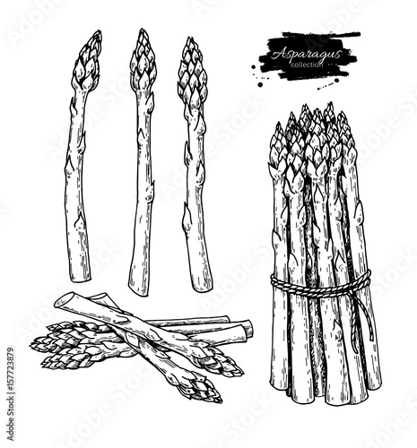 Asparagus hand drawn vector illustration. Isolated Vegetable engraved style object. photo