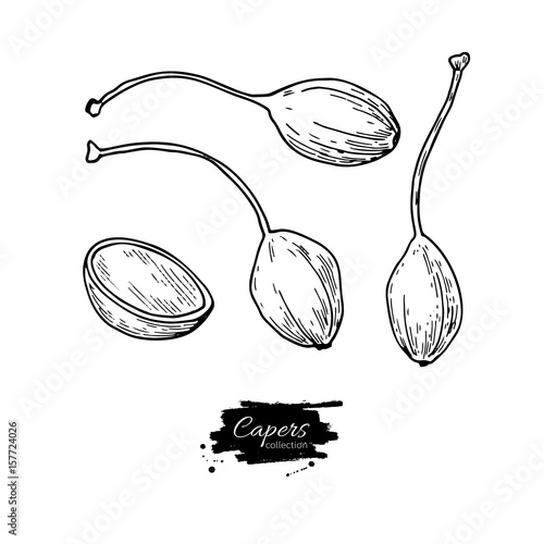 Capers hand drawn vector illustration. Isolated Vegetable engraved style object.