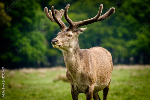 Red deer stag with spring antler growth