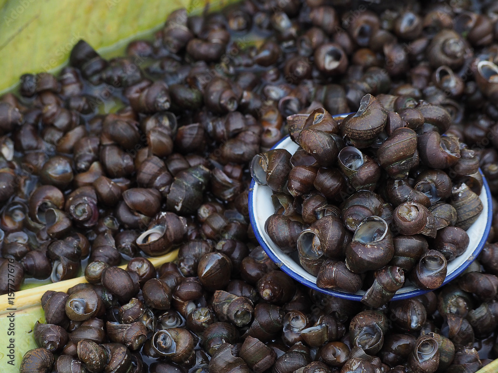 Obraz premium River snail