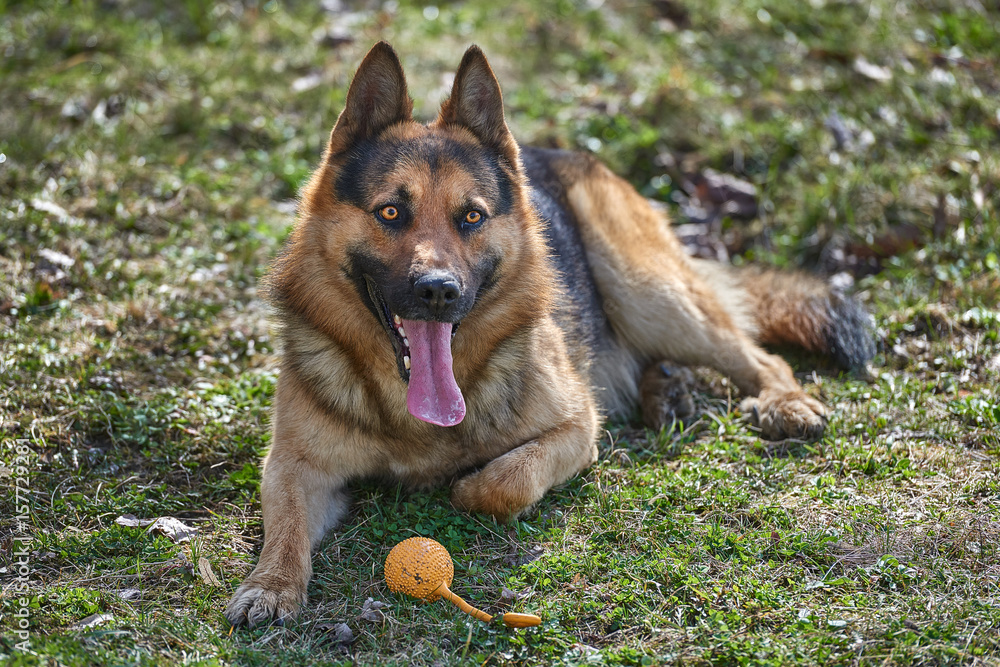 Beautiful Young Brown German Shepherd Dog Close Up Beautiful Young Brown German Shepherd Dog Close Up