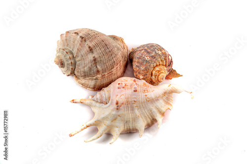Several seashell isolated on white background
