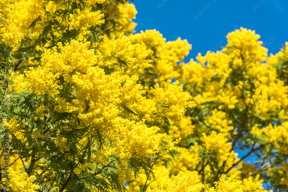 Yellow blooming of mimosa tree in spring Yellow blooming of mimosa tree in spring