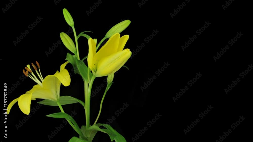 Yellow Lily Flowering Yellow Lily Flowering