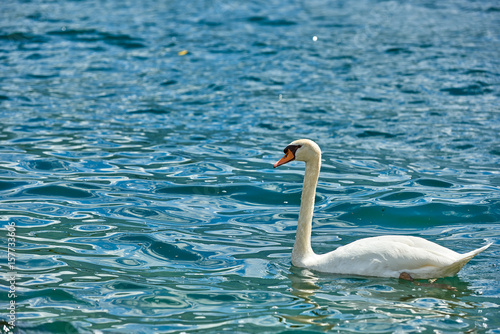 White swan on water Beautiful swan. Cygnus