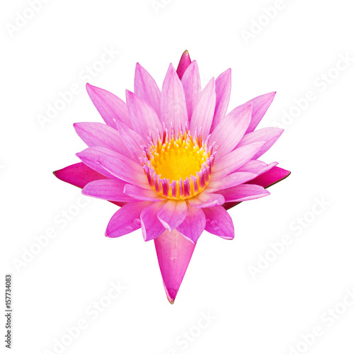The pink lotus isolated on white background