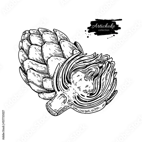 Artichoke hand drawn vector illustration. Isolated Vegetable engraved style object.