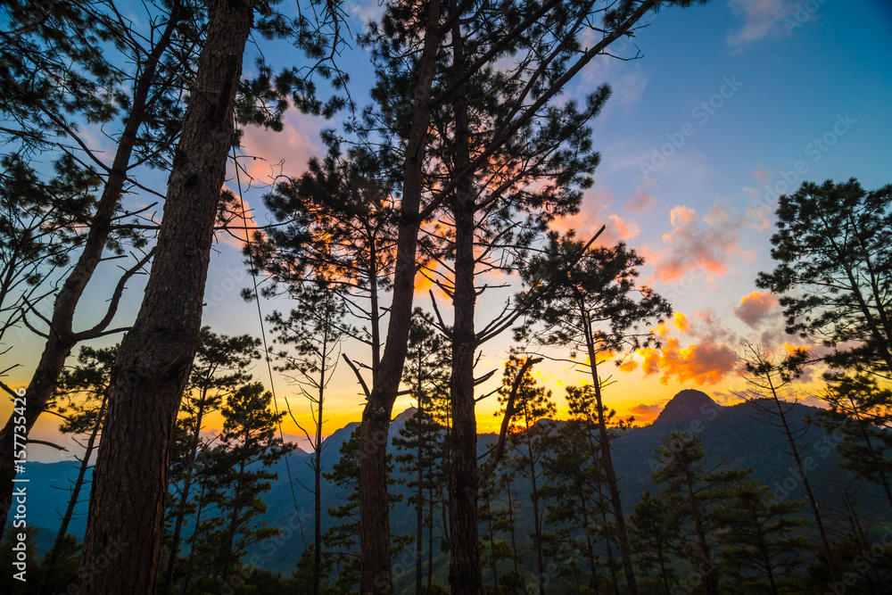 Mountain sunset with pine tree colorful sky cloud