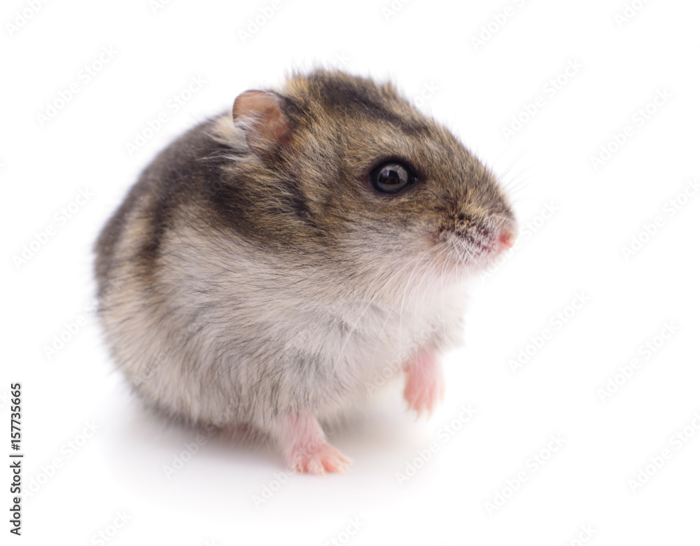 Small domestic hamster. Small domestic hamster.