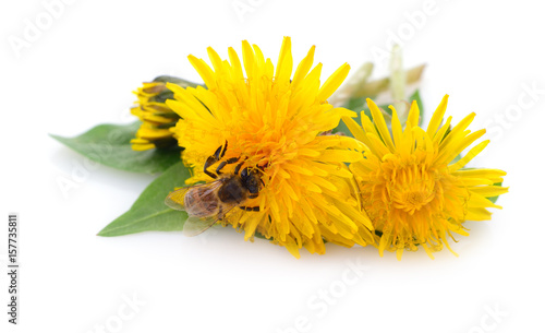 Honeybee and yellow flower