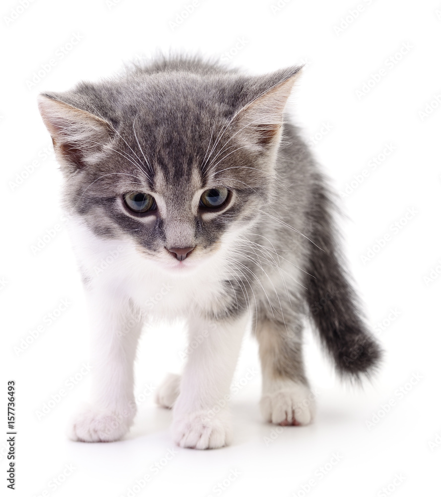 Obraz premium Kitten on white background.