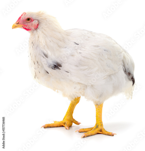 white hen isolated.