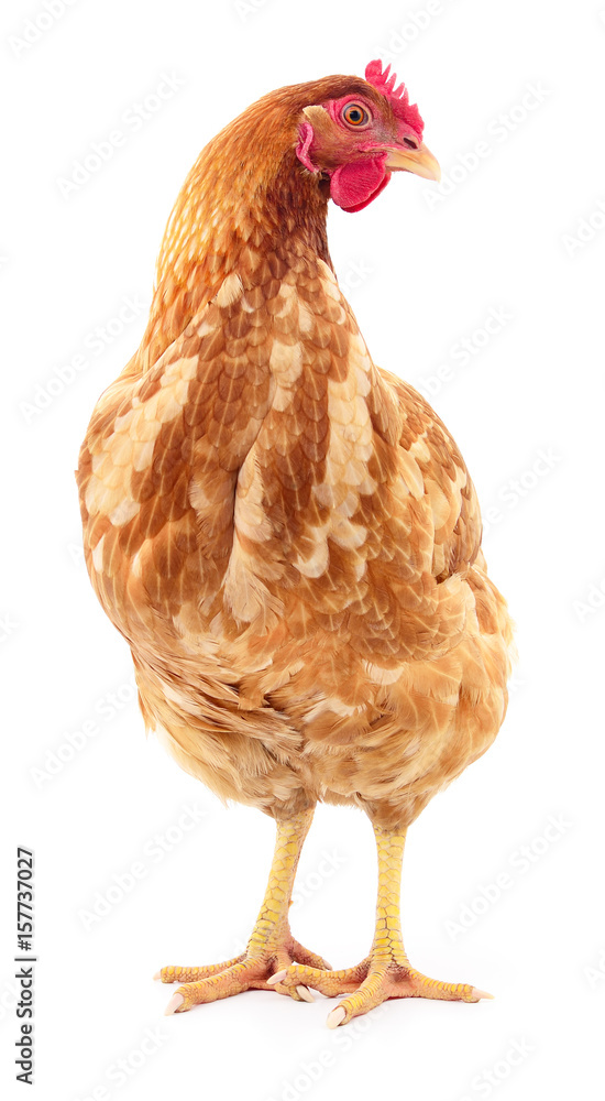 Fototapeta premium Brown hen isolated.
