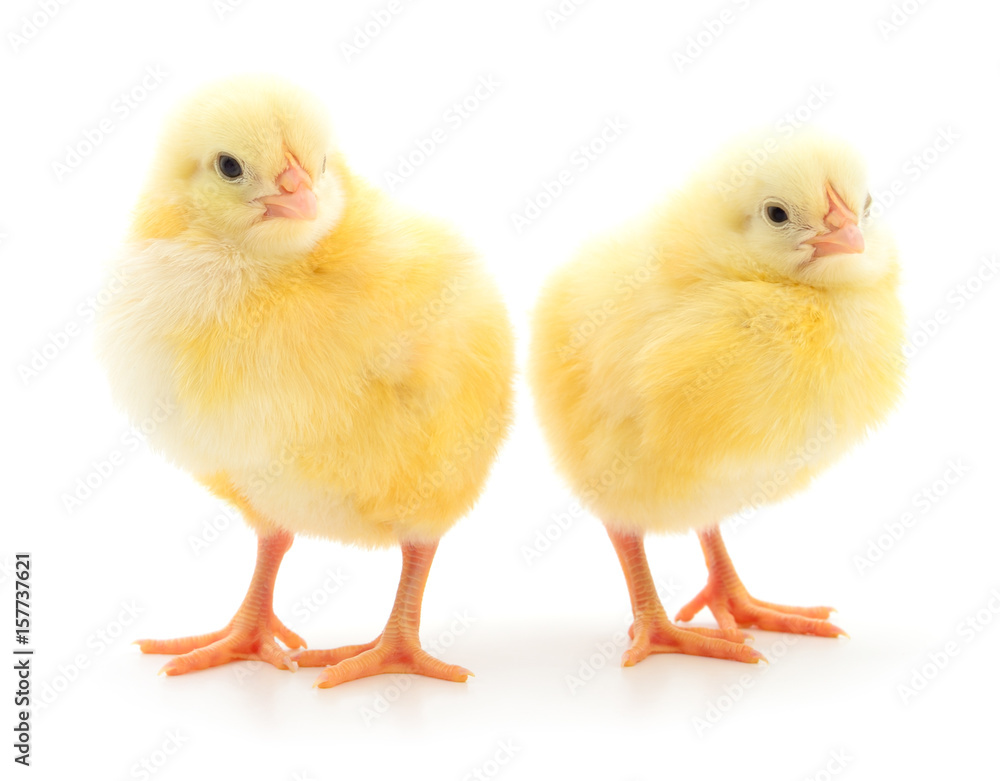 Two cute chicks isolated on white