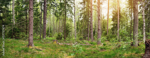 pine and fir forest panorama in spring