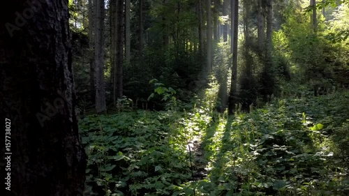 Wallpaper Mural Panning right behind a tree and you see a forest in sunrise light Torontodigital.ca