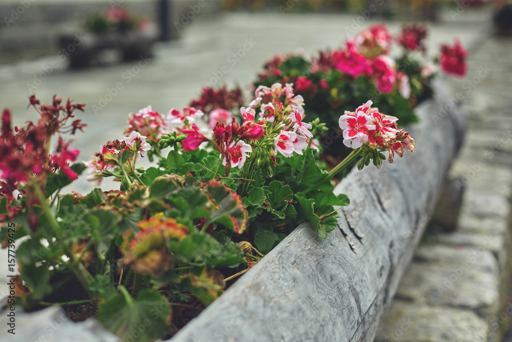 floral flowerbed in a big log in Zermatt town, Switzerland floral flowerbed in a big log in Zermatt town, Switzerland