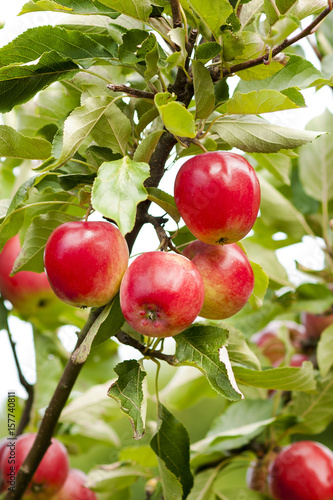 Red apples hanging on branches of an apple tree.