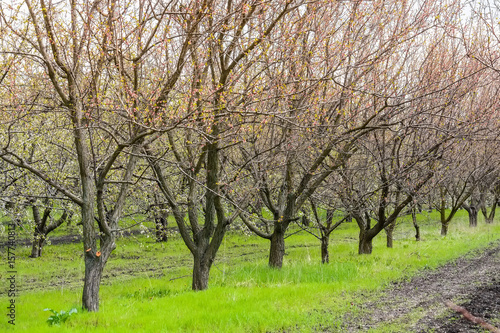 Apple orchard in early spring