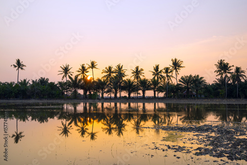 Reflection of rice fields in Sungai Besar - well known as one of the major rice supplier in Malaysia.