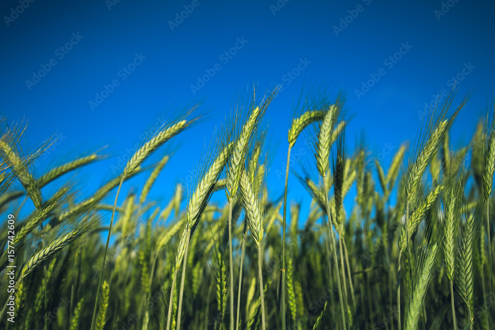 Beautiful barley ceral crop field Beautiful barley ceral crop field