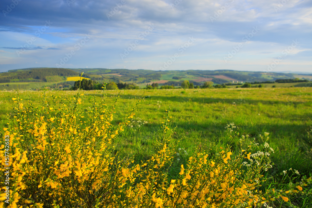Yellow Forsythia bush and green grassland in spring season.