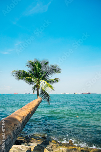 Coconut tree on a tropical island in southeast asia growing toward the sea. 