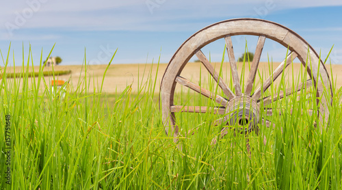 paysage rural, roue de charrette parmi les herbes 