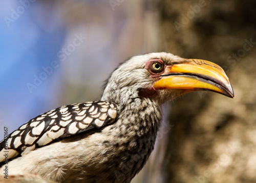 Yellow-billed Hornbill © Charles