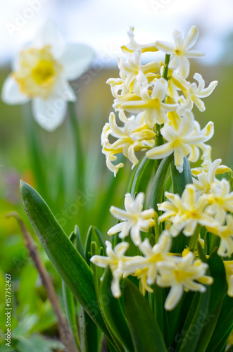 Fototapeta Naklejka Na Ścianę i Meble -  Light yellow hyacinth and narcissus flowers in the garden
