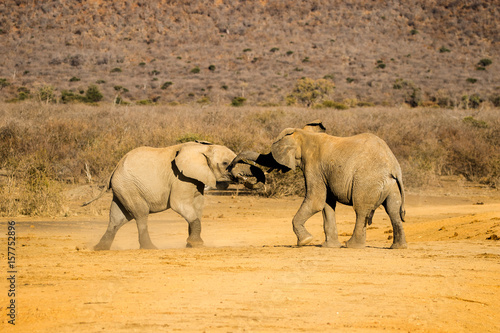 Wild African Elephant Size does matter