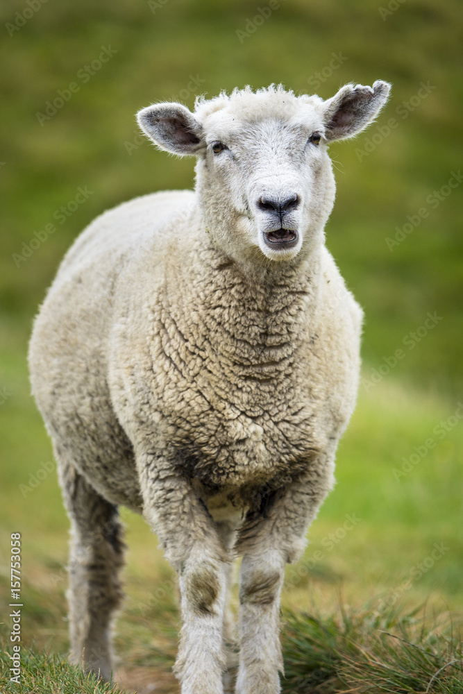 Schaf (Ovis aries) am Wharariki Beach Walk, Tasman Sea, Region Tasman, Neuseeland, Südinsel Schaf (Ovis aries) am Wharariki Beach Walk, Tasman Sea, Region Tasman, Neuseeland, Südinsel