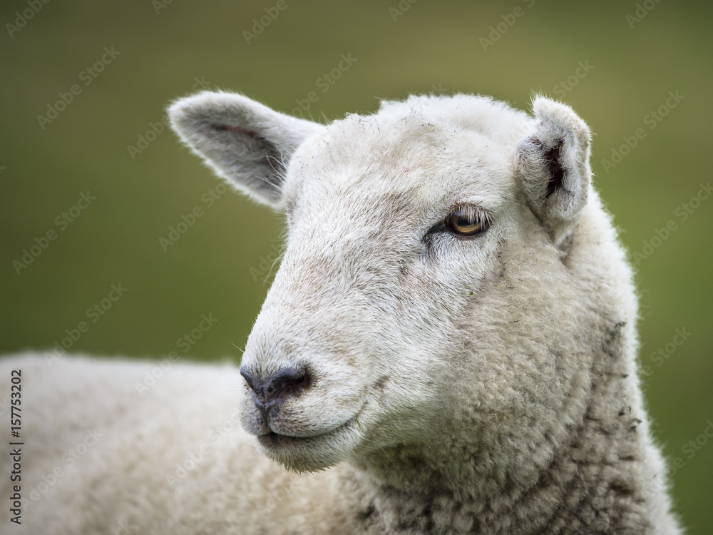 Schaf (Ovis aries) am Wharariki Beach Walk, Tasman Sea, Region Tasman, Neuseeland, Südinsel Schaf (Ovis aries) am Wharariki Beach Walk, Tasman Sea, Region Tasman, Neuseeland, Südinsel