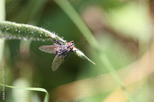 Wallpaper Mural close up fly Torontodigital.ca