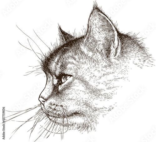 Sketch of the head of the domestic cat