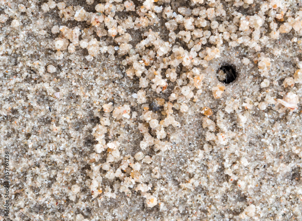 Ghost crab eating on sand beach, in their holes Ghost crab eating on sand beach, in their holes