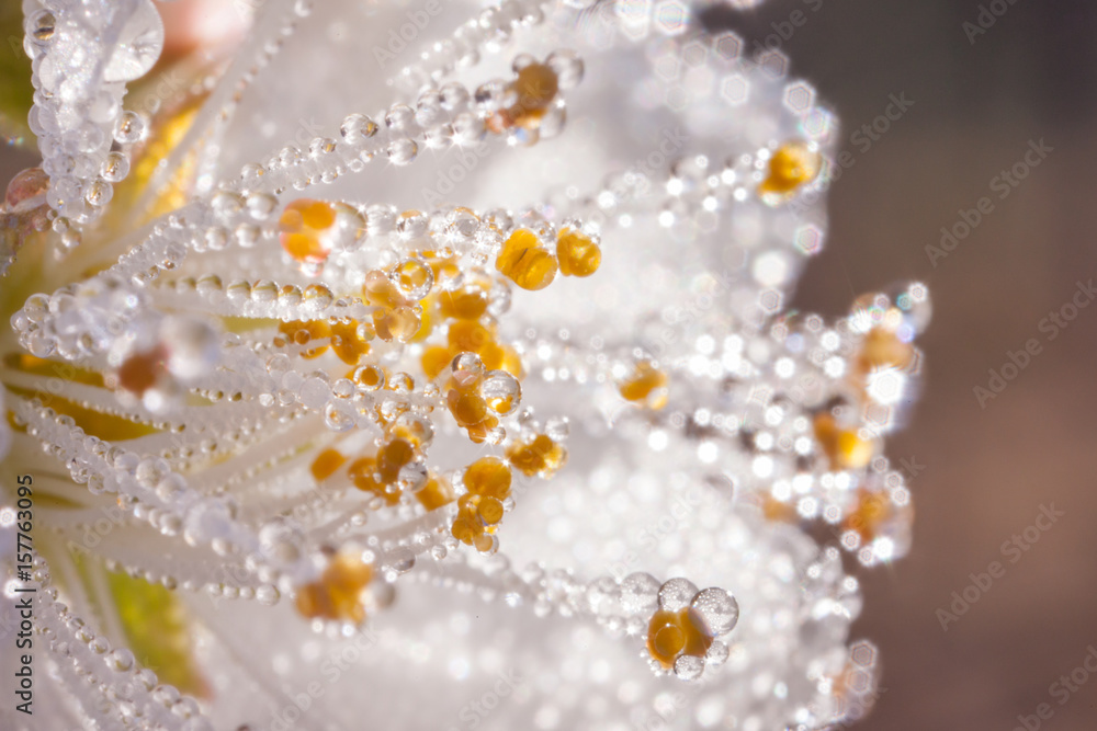 Beautiful white plum blossom with drops of water. Beautiful white plum blossom with drops of water.