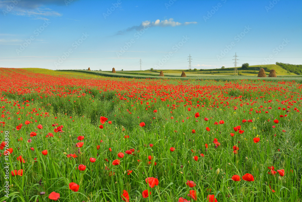 Field of Poppies