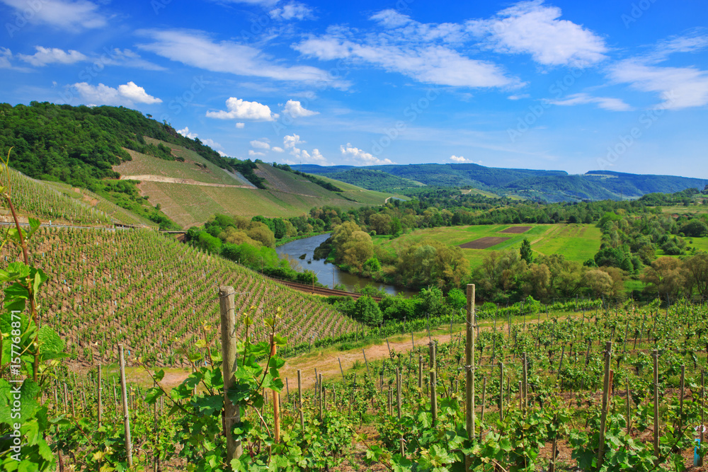 Perspective shot of a summer vineyard at daylight.