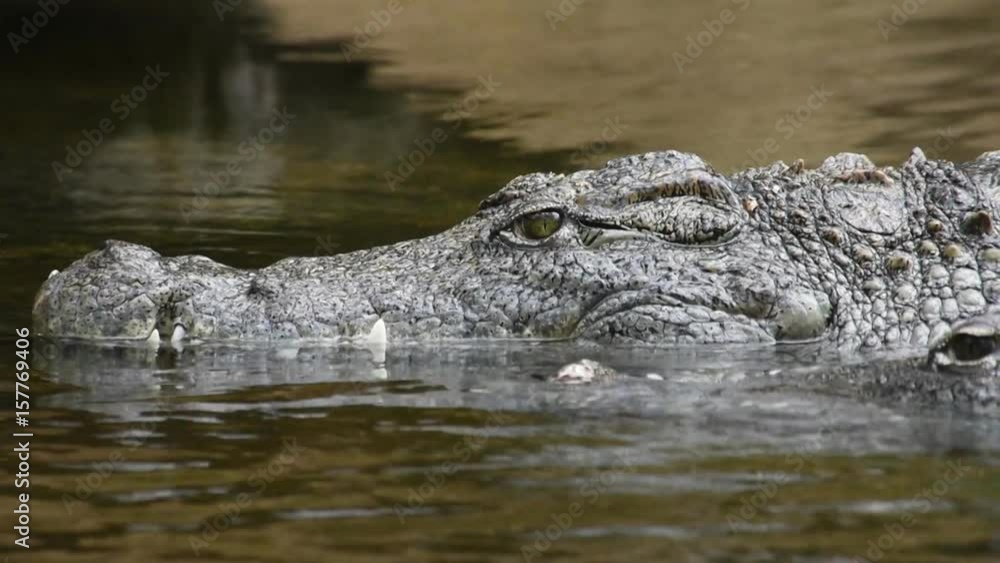 Crococdile swimming in water Crococdile swimming in water