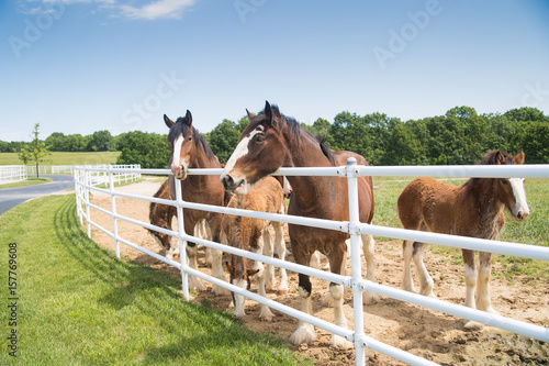 Boonville, MO - May 30, 2017:  A group of mares and young Clydesdales being raised at Anheuser-Busch Warm Springs Ranch