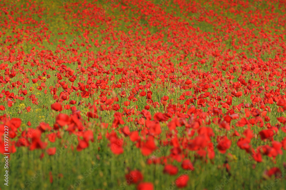 The Field of Poppies