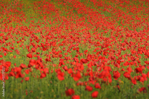 The Field of Poppies