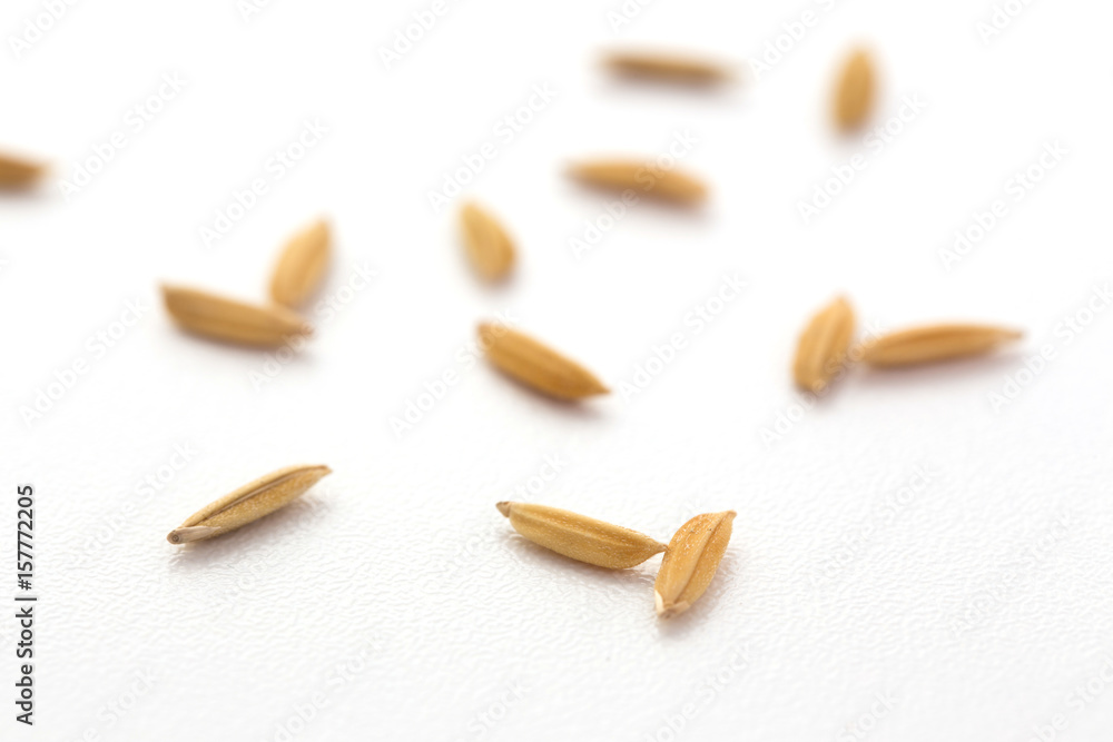 Rice paddy on white background Rice paddy on white background