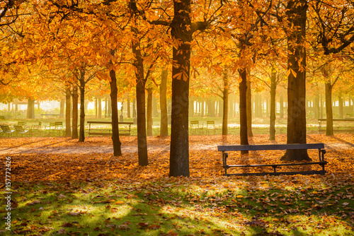 Saison d'automne au jardin des Tuileries à Paris photo