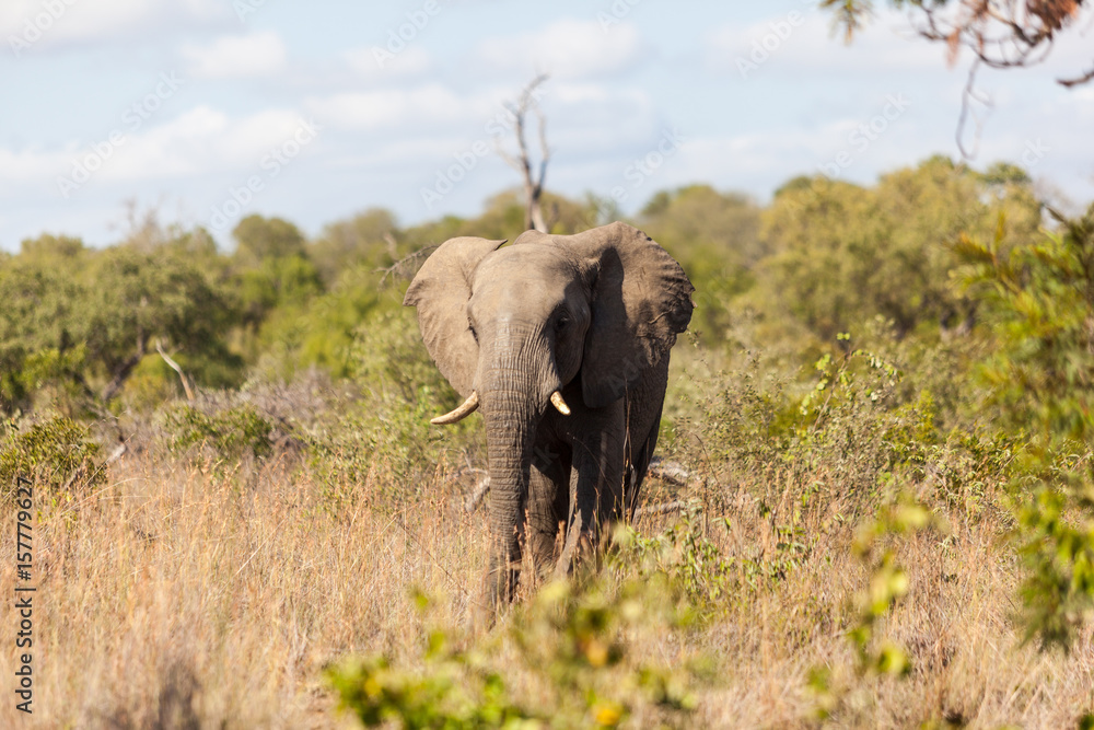 Fototapeta premium An elephant walking in the Kruger Park, South Africa.