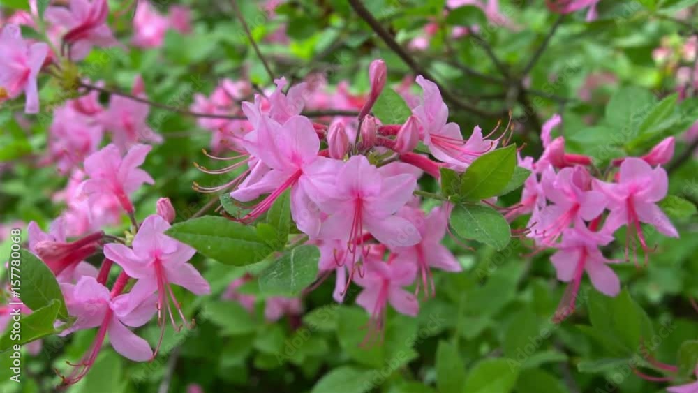 Blooming beautiful pink rhododendrons in the garden. Blooming beautiful pink rhododendrons in the garden.
